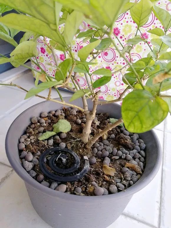 自制养花杀菌水，7天浇一勺，虫子全死光，再也不黄叶！