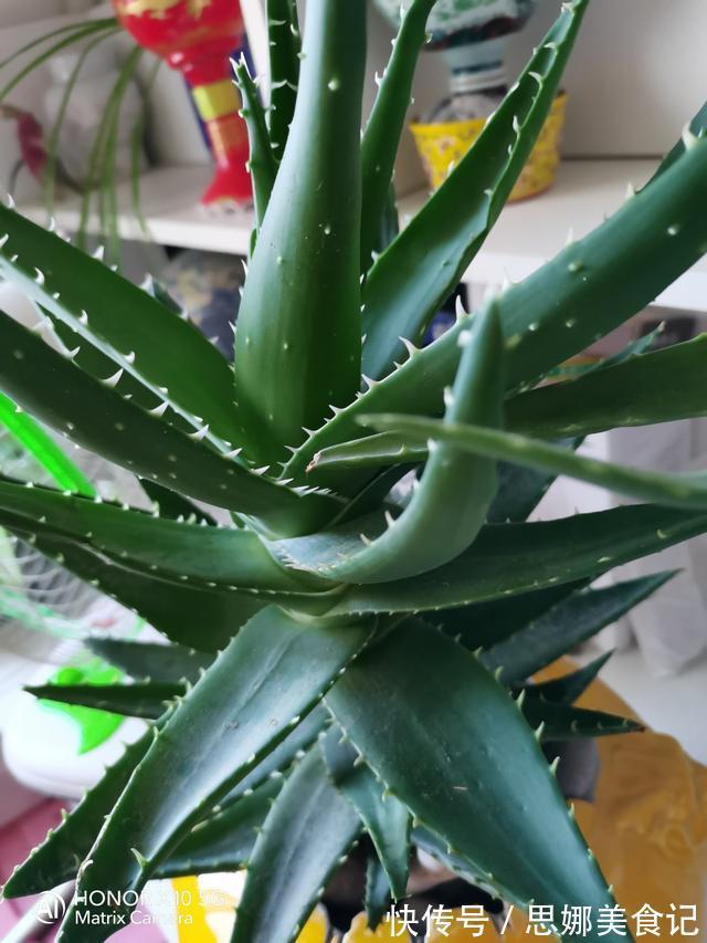 喜欢养花的女人,都应该养盆芦荟,美容养颜好处多