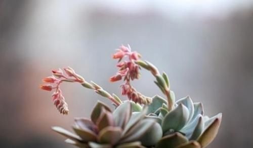 这些多肉植物不该开花,开花及时剪掉,不然越长越瘦