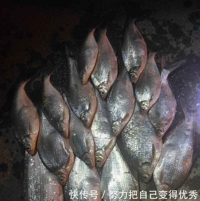 技巧|野钓鳊鱼时的实践技巧,老钓友详细讲解,非常实用