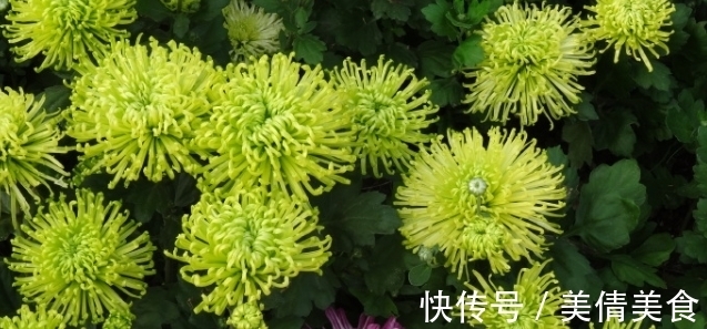 绿安娜|喜欢菊花,不如养盆优良名菊,“绿安娜”,似绿水秋波,优雅美丽