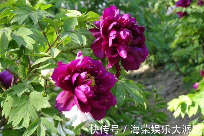 花色|喜欢玫瑰，不如养盆“牡丹名品”岛大臣，花色红颜，花枝招展！