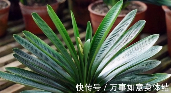 盆栽君子兰，这3方面全做对了，才能“攻克”不开花的难题