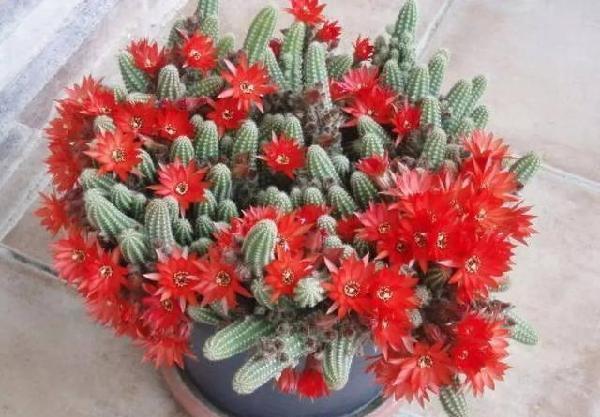 你家的是白檀仙人掌还是鼠尾掌,不要傻傻分不清