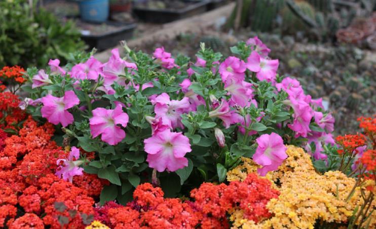 长寿花出现3个“症状”,赶紧拿起剪刀,因为修剪才能“保命”