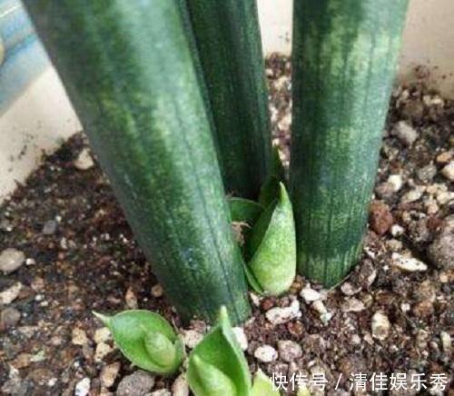 这东西泡水就是“天然生根剂”,埋在盆里也管用,根系越养越粗壮