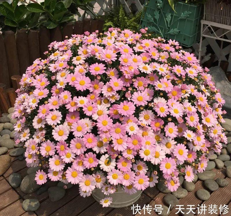 植株|这些“漂亮花”，夏天赶紧剪，剪得越狠，开花越多，剪错了没花看