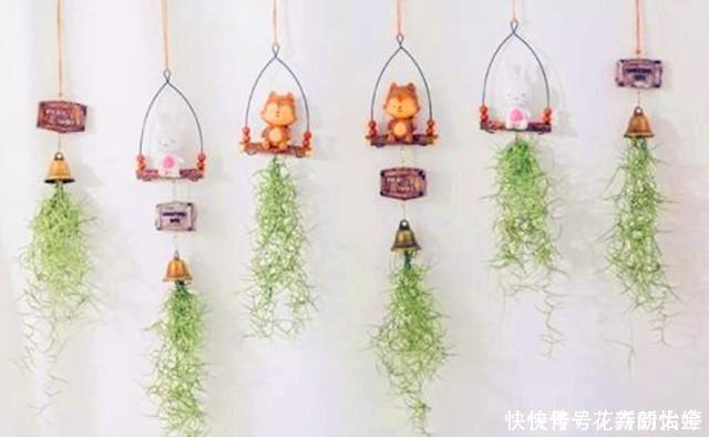 空气|不会养花,就养几颗空气凤梨,不用土栽,喷喷水就能活,特别好看