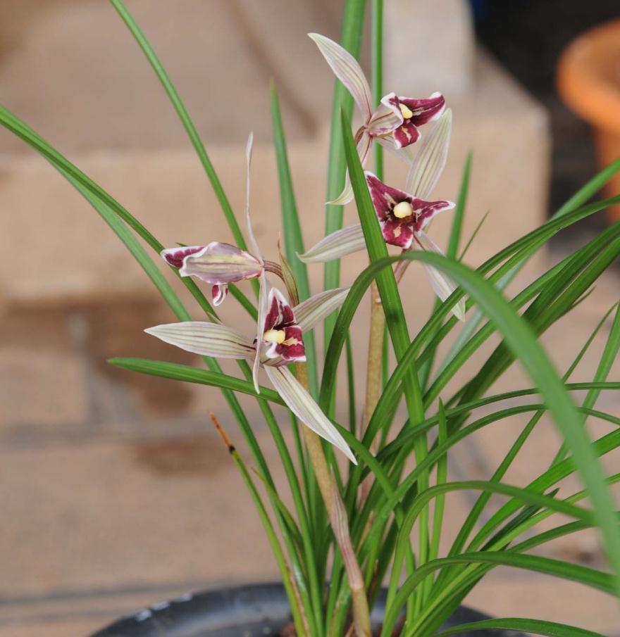 给兰花换盆换土，看根系就知道，兰花养得好