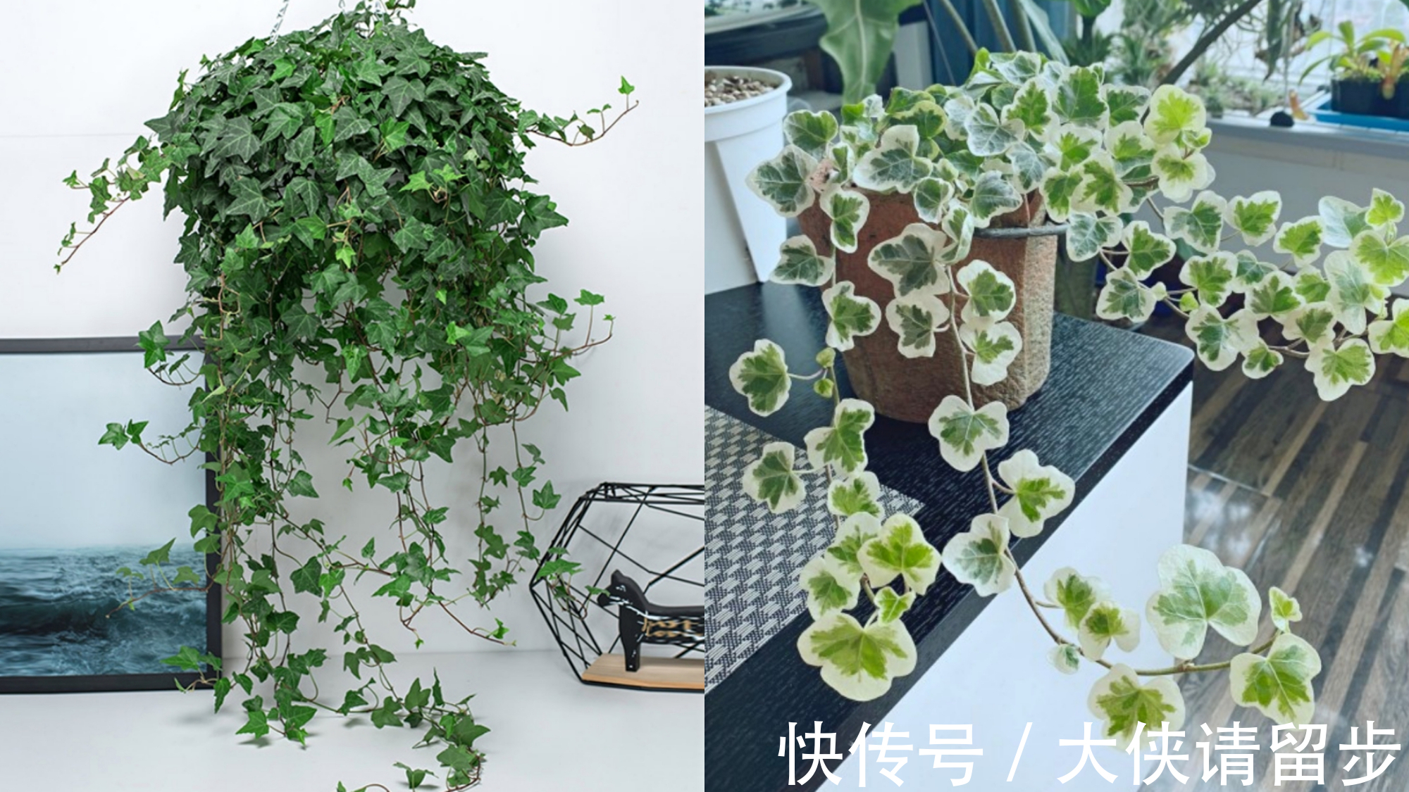 “人养花三年,花养人一生!”家居盆花100种,总有几款你喜欢