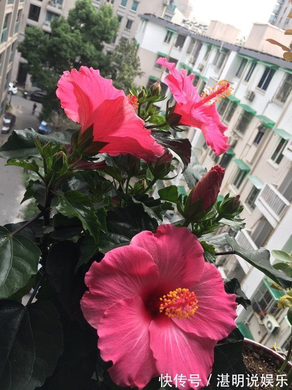 娇艳|4款特色的花卉,花型独特优美,花开娇艳妖娆,秋天枝上长满花苞