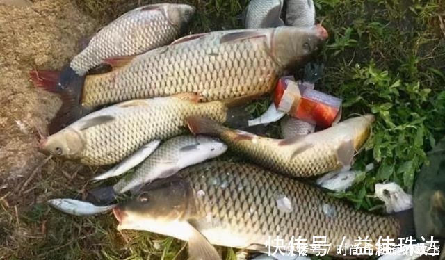 一般人|鲤鱼钓了三十年，至今才公开这饵料，一般人还真不晓得，莫泄露