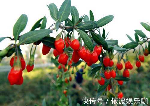 只养花太单调,家中也可以盆栽果树,有3种果树,盆栽结果量大