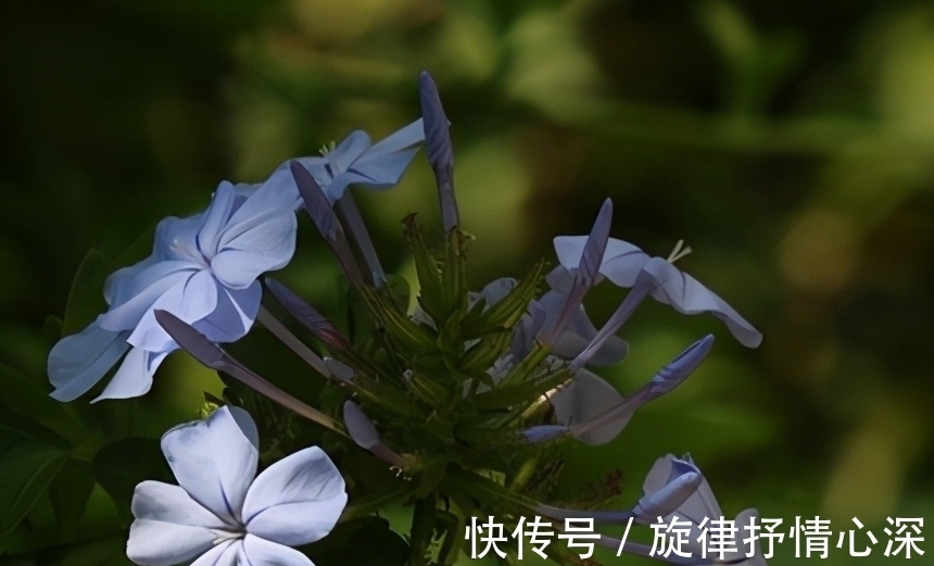 10种冬天会休眠的花,别急着扔了