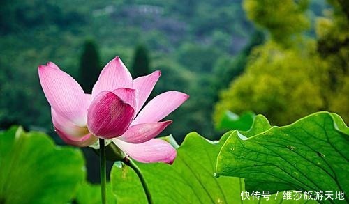 家庭|一个家庭中出现这3种征兆,必定人才辈出,子女有福