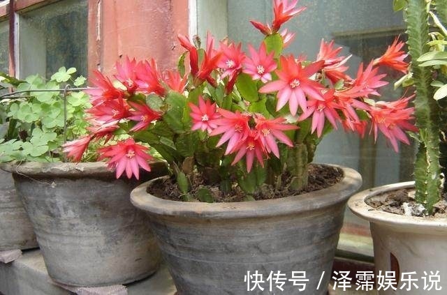 假昙花|10样水浇蟹爪兰、仙人指、假昙花,开花上百朵,营养土都不用换