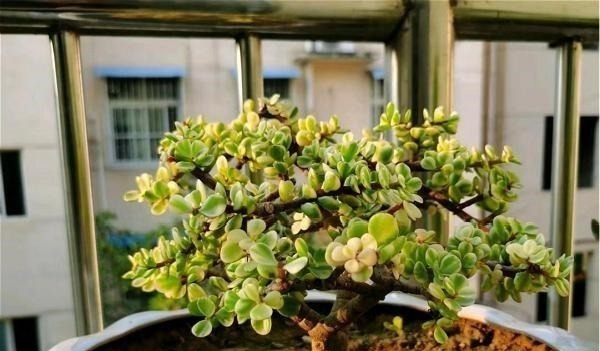 公认老桩最漂亮的多肉,紫乐未上榜,这3种普货名列前三!