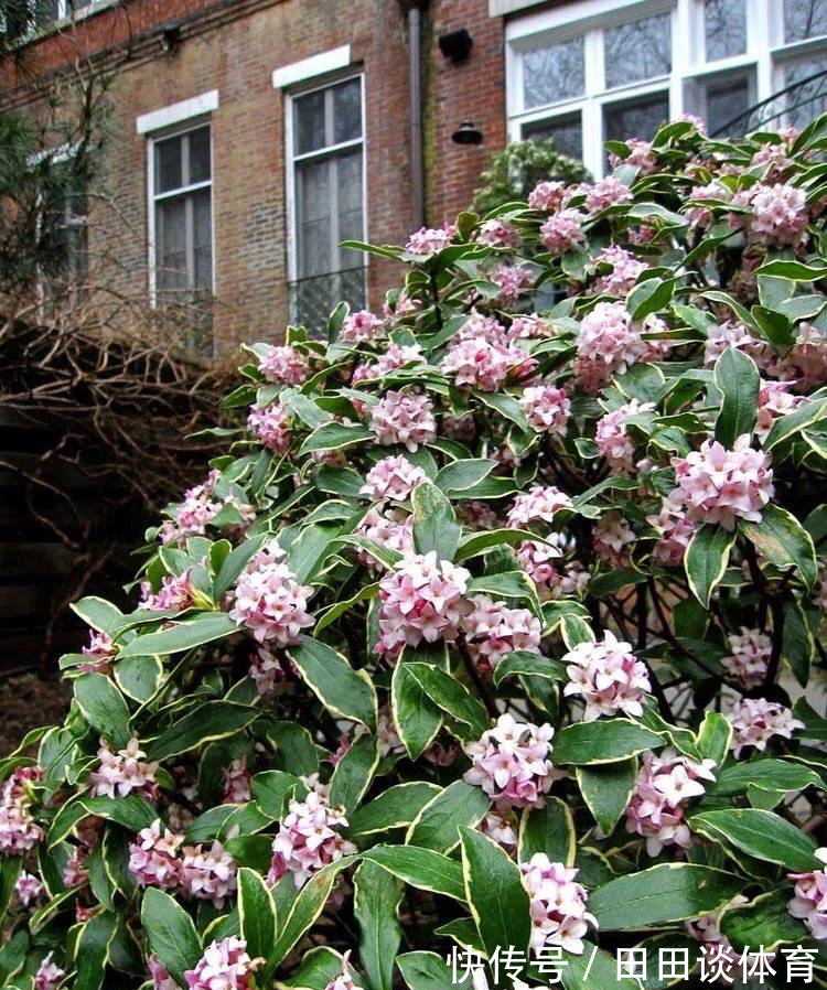 9种“吉利花”,优雅又大气,转运又富贵,养在客厅太“旺家”