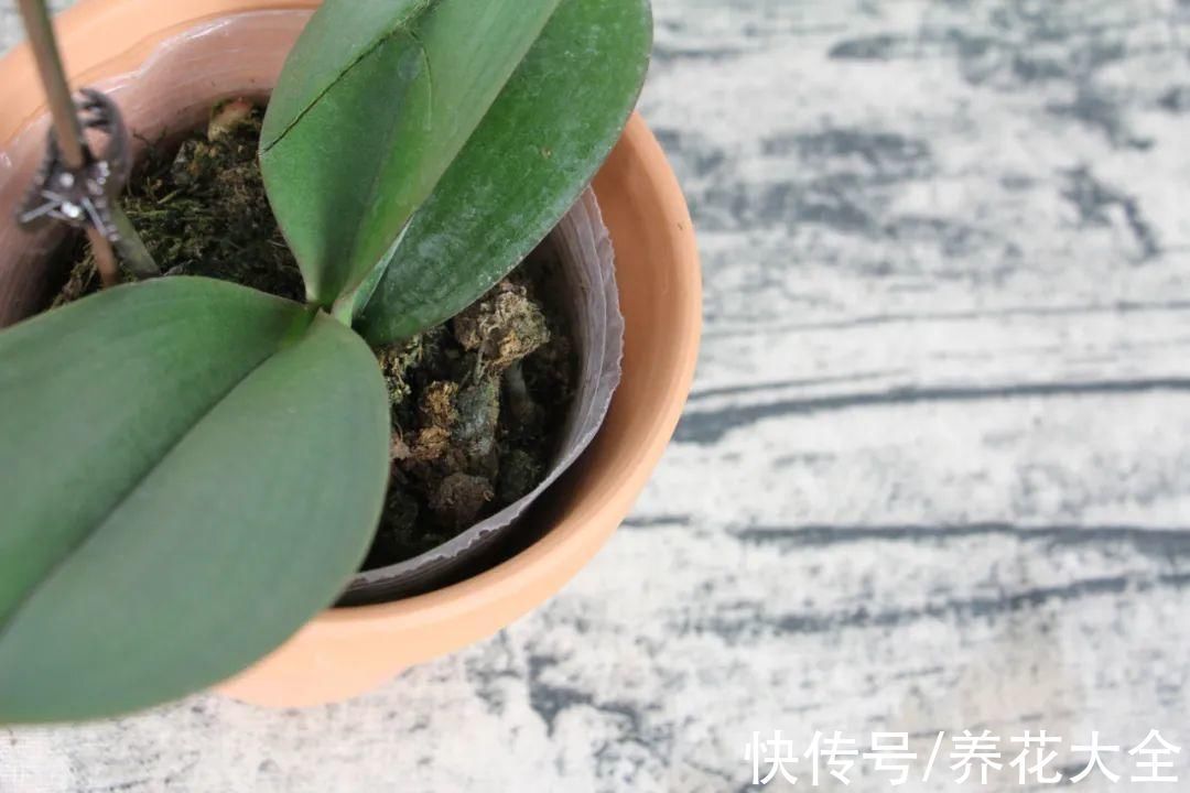 红火好养的“喜庆花”，现在买不吃亏，下个月价格翻两倍