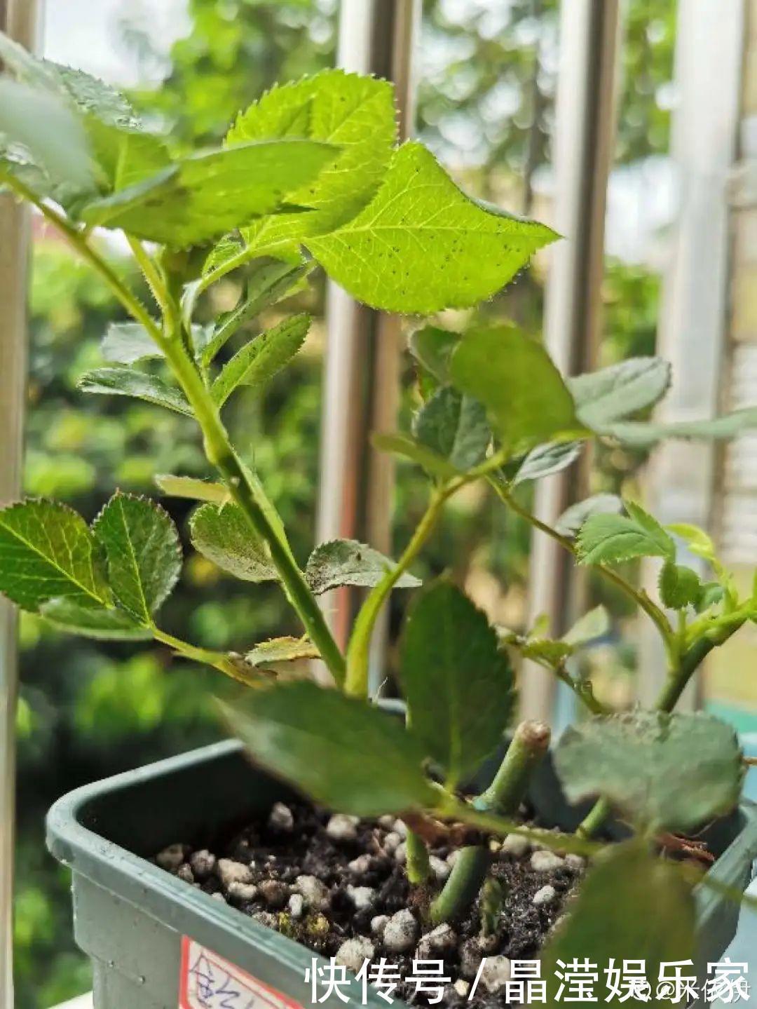白粉病|给花喷点杀菌水,虫子全杀死,杀菌消毒叶子绿