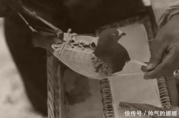 战场上一旦发现这种动物,宁可先不杀日军,