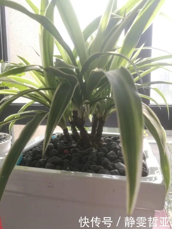 虎皮兰,红掌,吊兰养成老桩，变成大树，真壮观