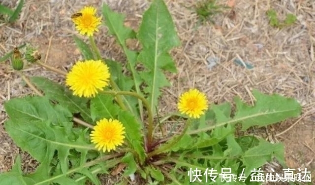 烦恼|提醒：路边看到此野草，一定要摘回家，解决大多数人的烦恼！