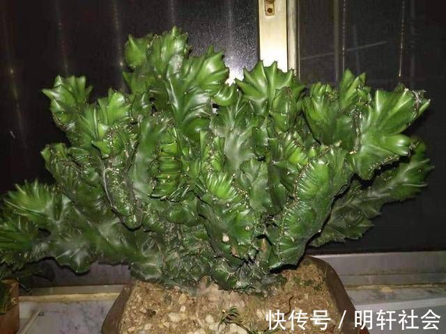 聪明人养这2种盆景,样子不招喜欢,寓意却极好,净化空气效果好