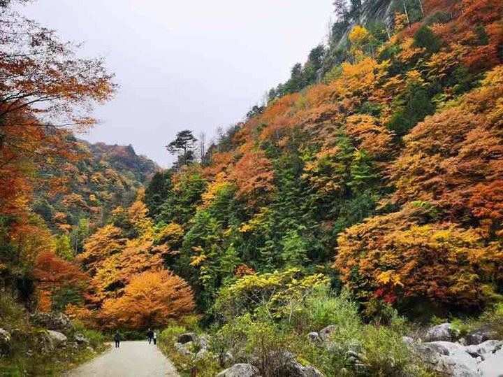 青未|青未了｜秋染枫山