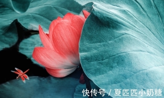 顺心|到了年底，4属相桃花朵朵开，喜事自然来，生活顺心如意