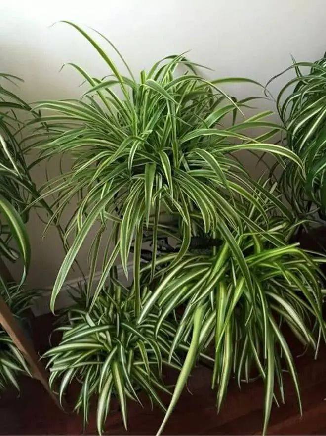 吊兰盆里加点这个，15天爆满盆，叶片又宽又大，抽穗多到剪不完