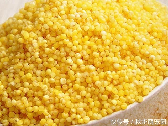 小米配“一宝”补充气血肾更好，老婆应该多做给老公吃