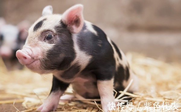 属猪|“十猪九苦”，生肖猪以下4月出生最好命，福泽深厚，贵人多助