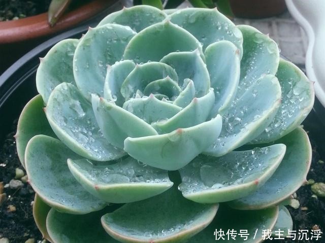 6种多肉“又美又难养”,新手不敢碰,浇水必黑腐,一入夏就剩盆!