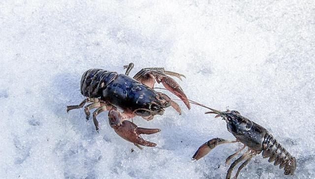 标准|它被错认成“小龙虾”,生长环境堪称仙境,味道极鲜却少人吃