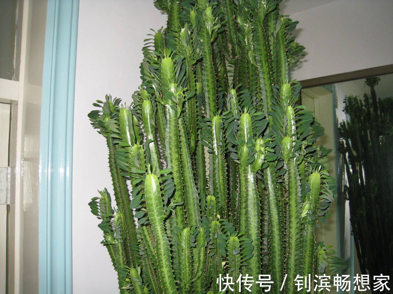 5种“丑花”，寓意却大，富贵又威武，再丑也要养一盆