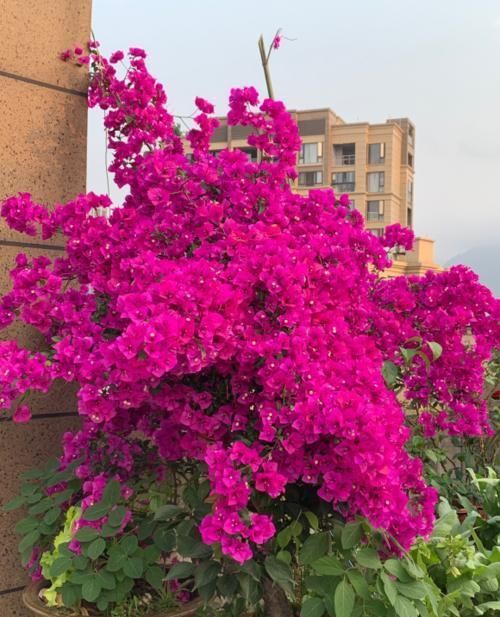 寒潮来袭,10种花最怕冷,抓紧搬回屋,不然只剩盆!