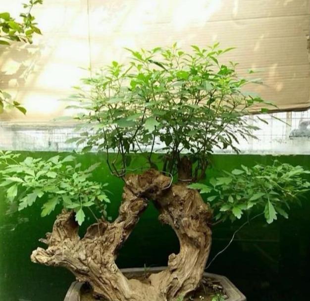 老桩盆景发芽了该怎样修剪修剪时间很重要，别剪错哦！