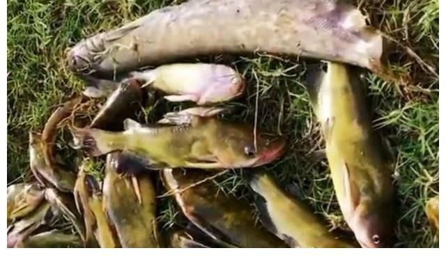 江西黄辣丁“大爆发”，半天钓起十多斤，钓友反馈：真过瘾！