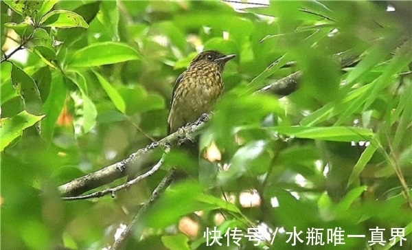 这首诗$有些诗人只有一首诗流传下来,这些诗人中最著名的是哪10位?