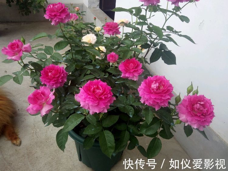 爆盆|家里阳台养此款花，新手也能养爆盆，满屋子飘香，漂亮又好养！