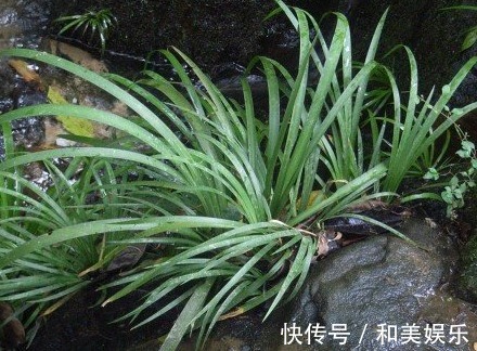 克星|“它”是嗓子干、痒、肿、痛的克星,耐心读完,享用一生