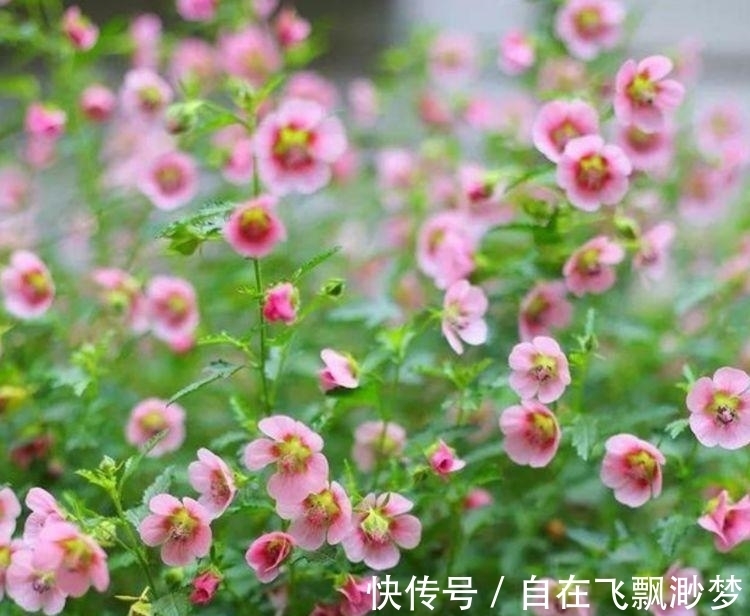 “4种花”懒人、新手都能养的好,一言不合就爆盆,你一定喜欢