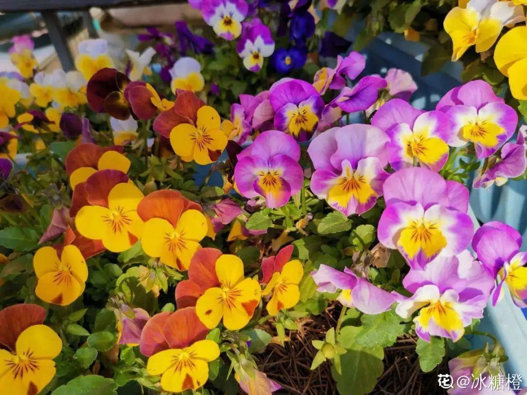 长寿花|9月后就养这些花,比绿萝好养,疯狂开花到明年!