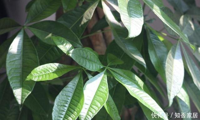 见光|冬季发财树养不好?因为它有“5怕”,合理避开,安稳过冬很简单
