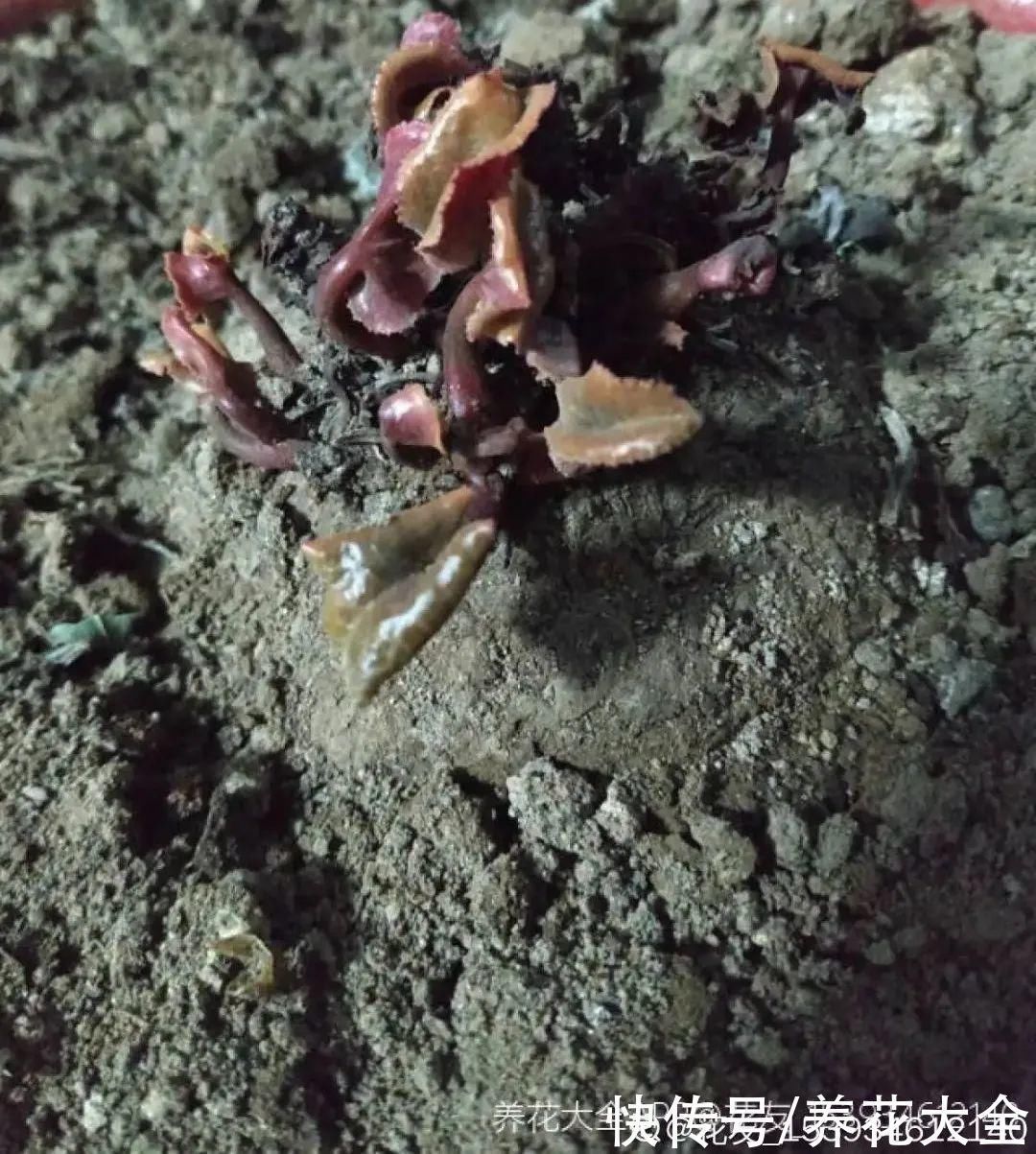 丽格海棠|9种花，夏天休眠了，一定少浇水，否则越浇越死