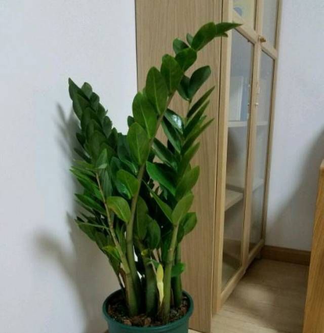 透水|金钱树的盆土干了以后浇透水一样的黄叶掉叶,金钱树该怎么浇水