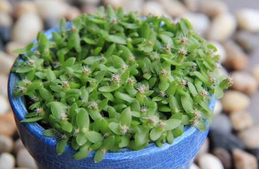 龙眼|4种“果核”不要扔,埋土里,5天之后“惊喜”不断,观叶又收果!