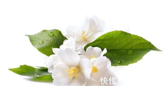 花卉|婆婆养茉莉花，从不施肥，只浇“2种水”，茉莉枝健、叶绿、花旺