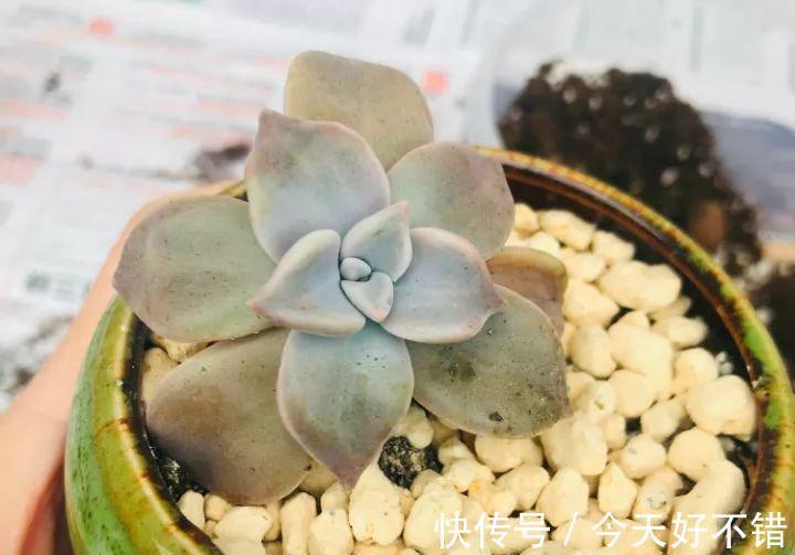 天冷了,多肉的6个求救信号,再不明白活不过冬天